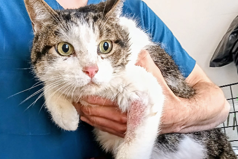 Cousteau, Adult · Male · European Shorthair