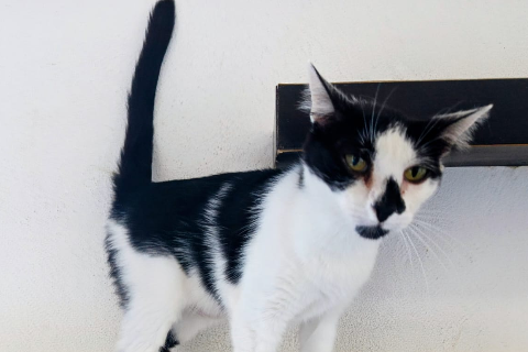 Iryo, Adult · Female · European Shorthair