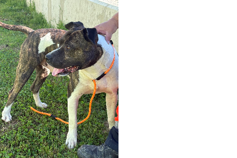 Tudor, Young · Male · American Staffordshire Terrier