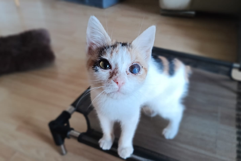 Franny Banana, Baby · Female · European Shorthair