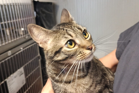 Gala, Adult · Female · European Shorthair