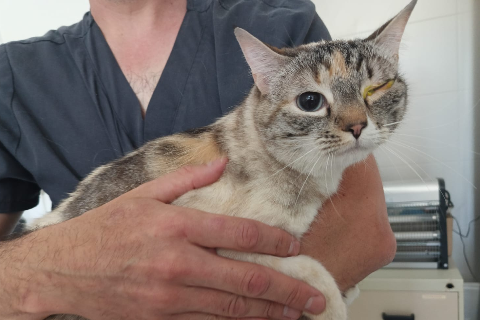 Luna, Adult · Female · European Shorthair