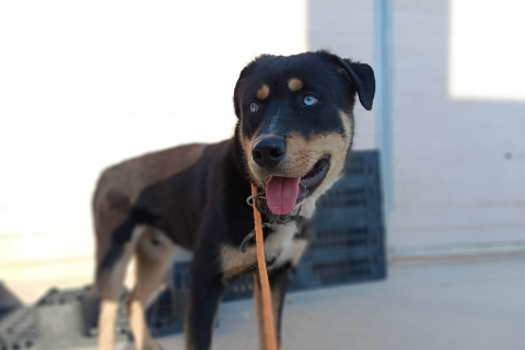 Ternasky, Male · Dog
