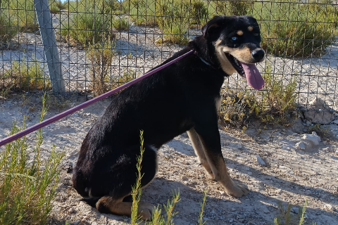 Cordersky, Female · Mixed breed