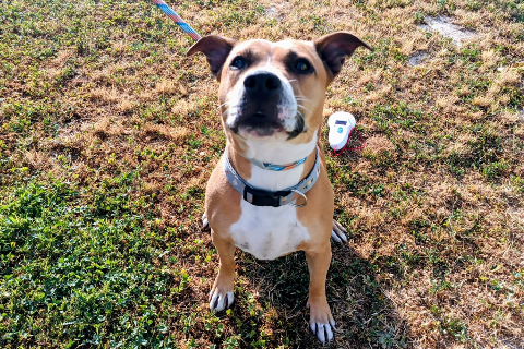 Lasagna, Adult · Female · Mixed breed