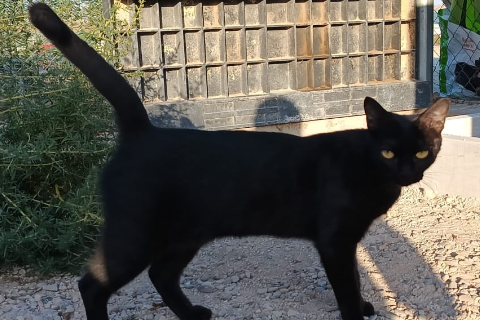Houdini, Young · Female · European Shorthair