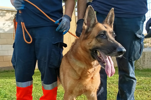 Leidi, Adult · Female · German Shepherd