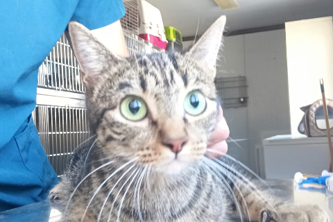Tragaldabas, Young · Female · European Shorthair