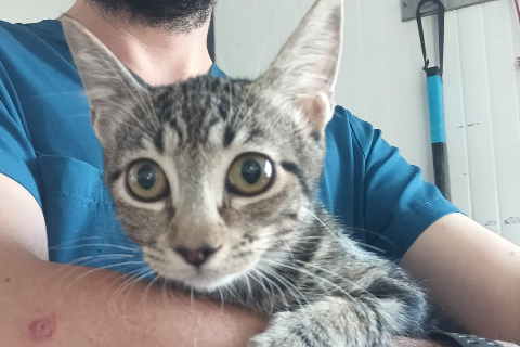 Jamonatar, Young · Female · European Shorthair