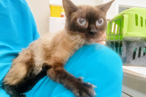 Mrs. Siam, Adult · Female · Small · Siamese