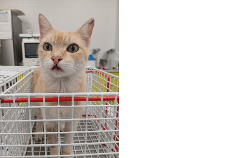 Peper, Adult · Male · European Shorthair