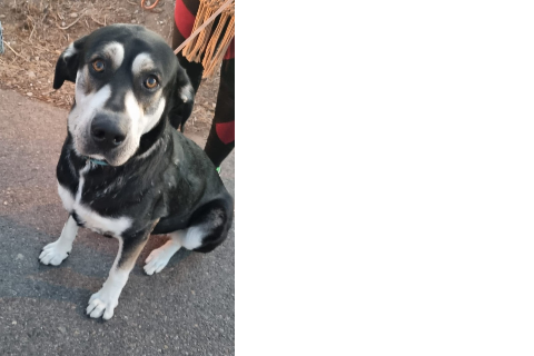 Ladrina Turner, Young · Female · Mixed breed
