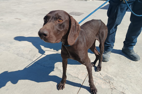 Pickup, Adult · Male · German Shorthaired Pointer