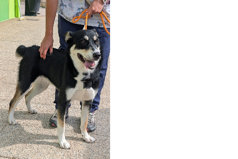 Amatista, Young · Female · Medium · Mixed breed