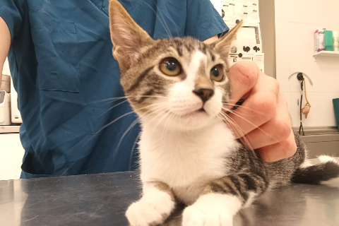 Monty, Baby · Male · European Shorthair