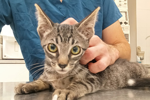 Canny, Baby · Male · European Shorthair