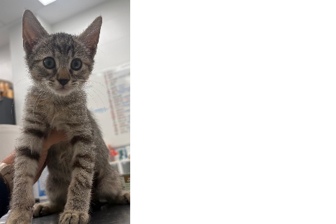 Katlise Theron, Baby · Female · European Shorthair