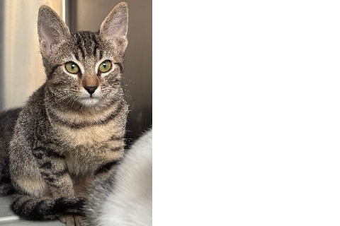 Edurmichi, Baby · Female · European Shorthair