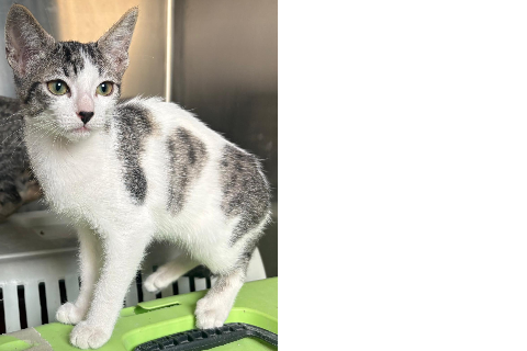 Michimena, Baby · Female · European Shorthair