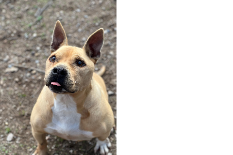Chipiron, Senior · Male · Medium · Mixed breed