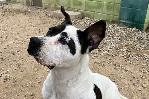 June, Senior · Female · Medium · American Pit Bull Terrier