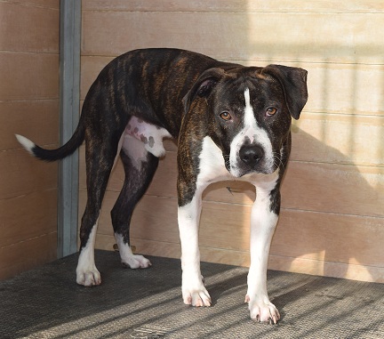 Ares, Senior · Male · Medium · American Staffordshire Terrier