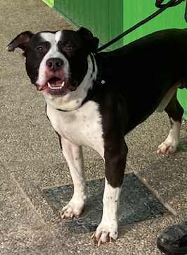 Pancho, Senior · Male · Medium · American Staffordshire Terrier