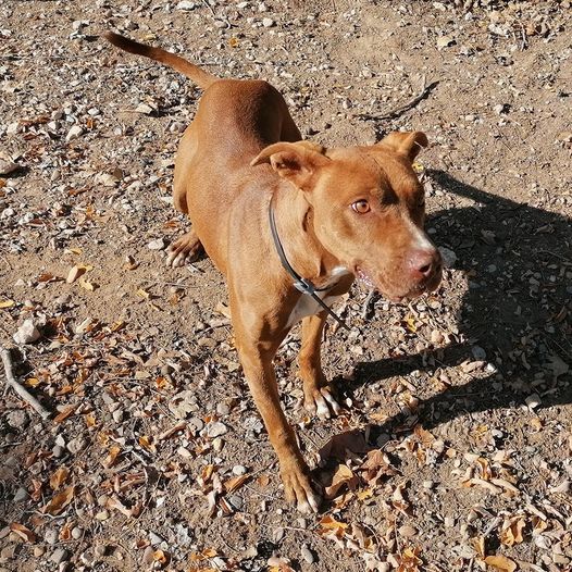 Lola, Senior · Female · Medium · Mixed breed