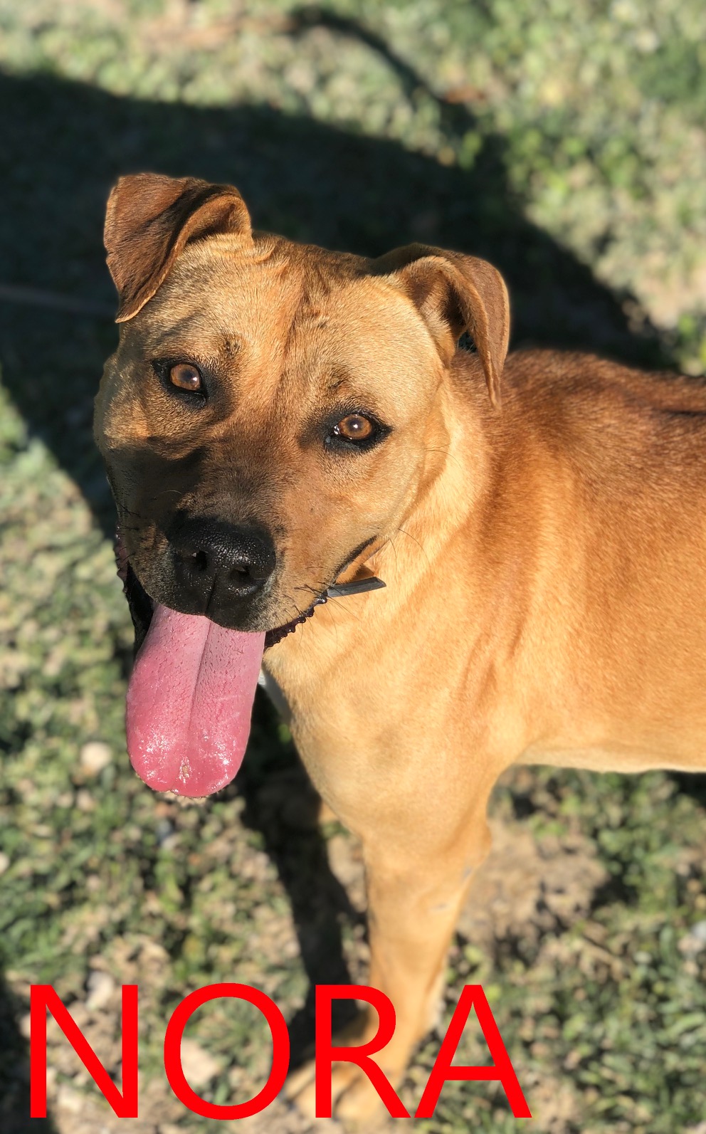 Nora, Senior · Female · Medium · Mixed breed