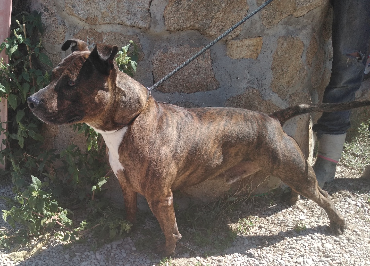 Strong, Senior · Male · Large · Mixed breed