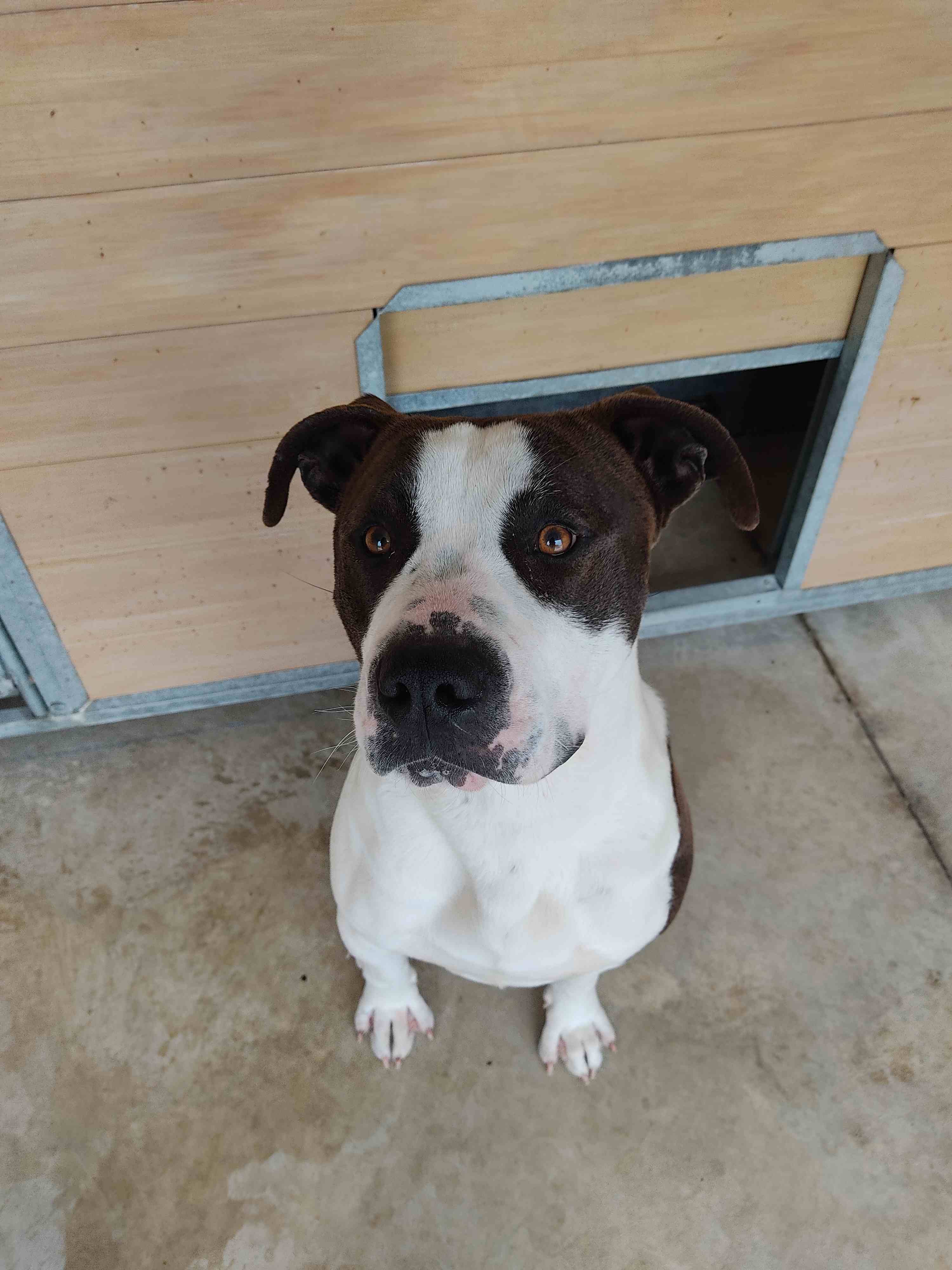 Thorr, Adult · Male · Medium · American Staffordshire Terrier