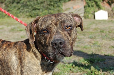 Stiles, Senior · Male · Medium · American Staffordshire Terrier
