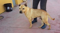 Brown, Senior · Male · Medium · Mixed breed