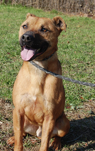 Kaos, Senior · Male · Medium · Mixed breed
