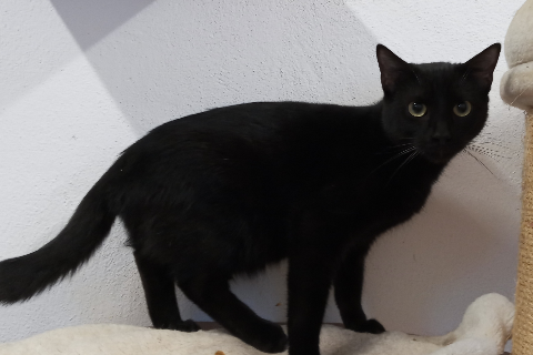 Jurgi, Adult · Male · Small · European Shorthair