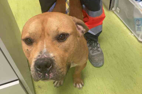 Neduk, Adult · Male · Medium · American Pit Bull Terrier