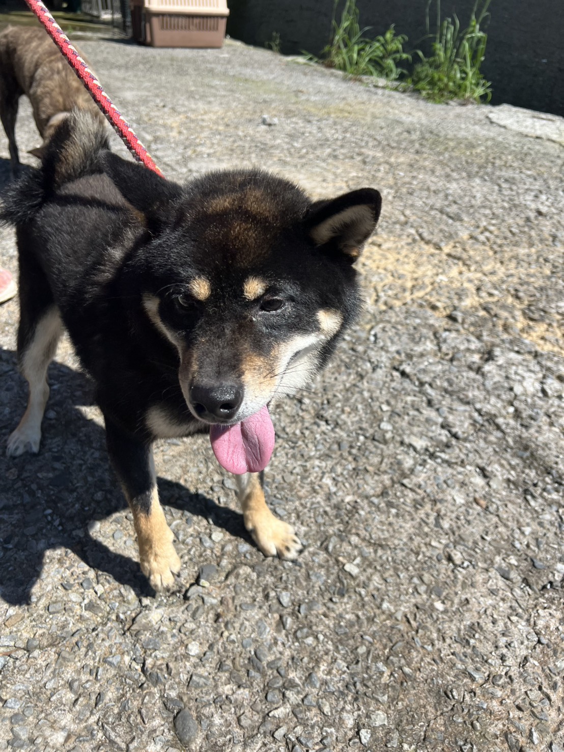 Shiba Inu hembra adulta (negro), Mediano, refugio n.º …4001