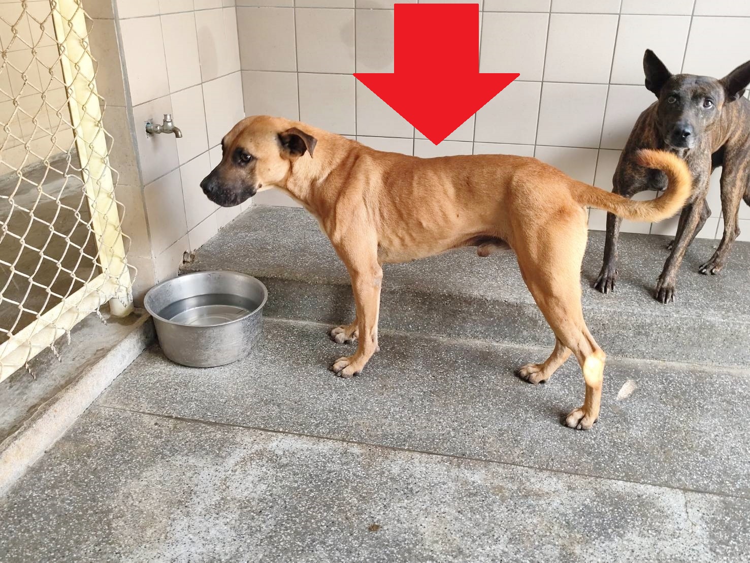 ミックス犬（オス・成犬・茶）、大型, 施設番号 …2523