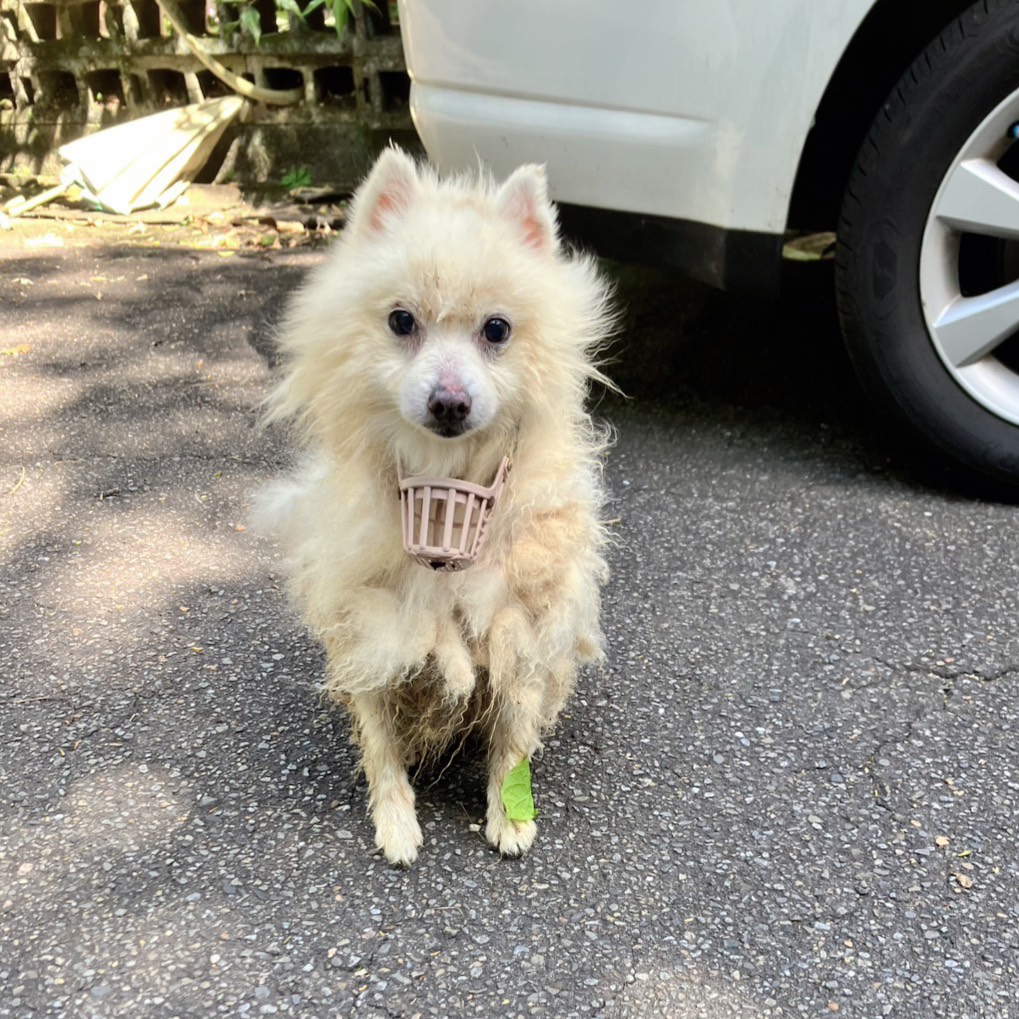 White adult male Pomeranian, Small, shelter no. …7005