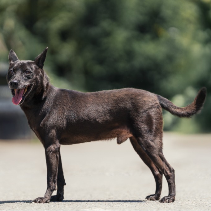 Perro mestizo macho adulto (negro), Mediano, refugio n.º …6001