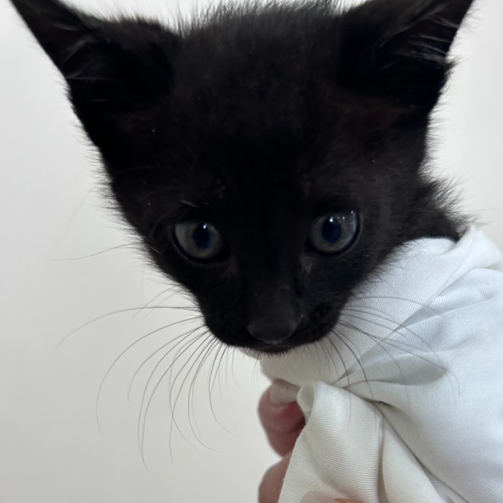 Black young male mixed-breed cat, Small, shelter no. …2C02