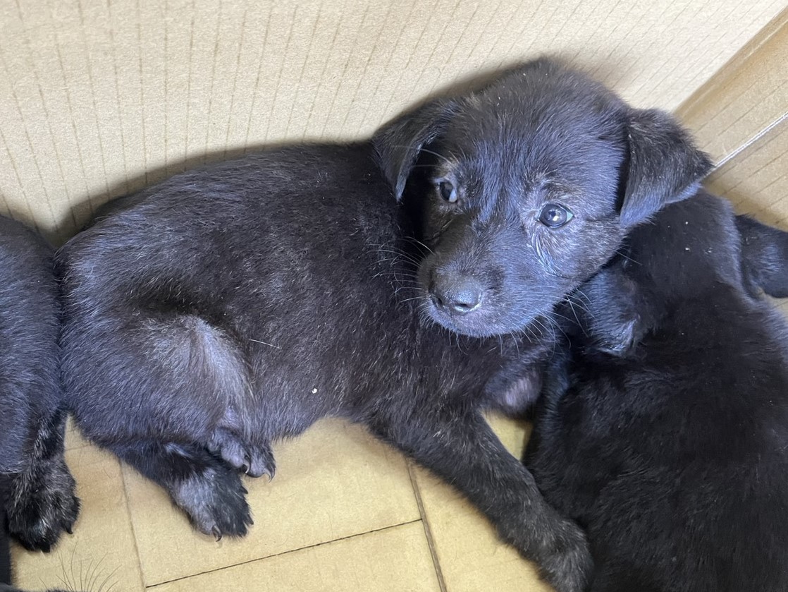 ミックス犬（オス・成犬・黒）、小型, 施設番号 …1Q16