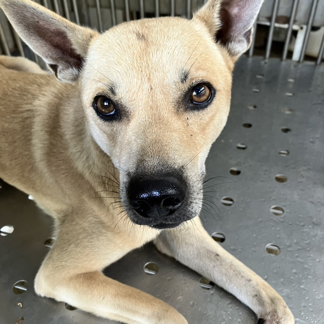 Tan adult male mixed-breed dog, Medium, shelter no. …5003
