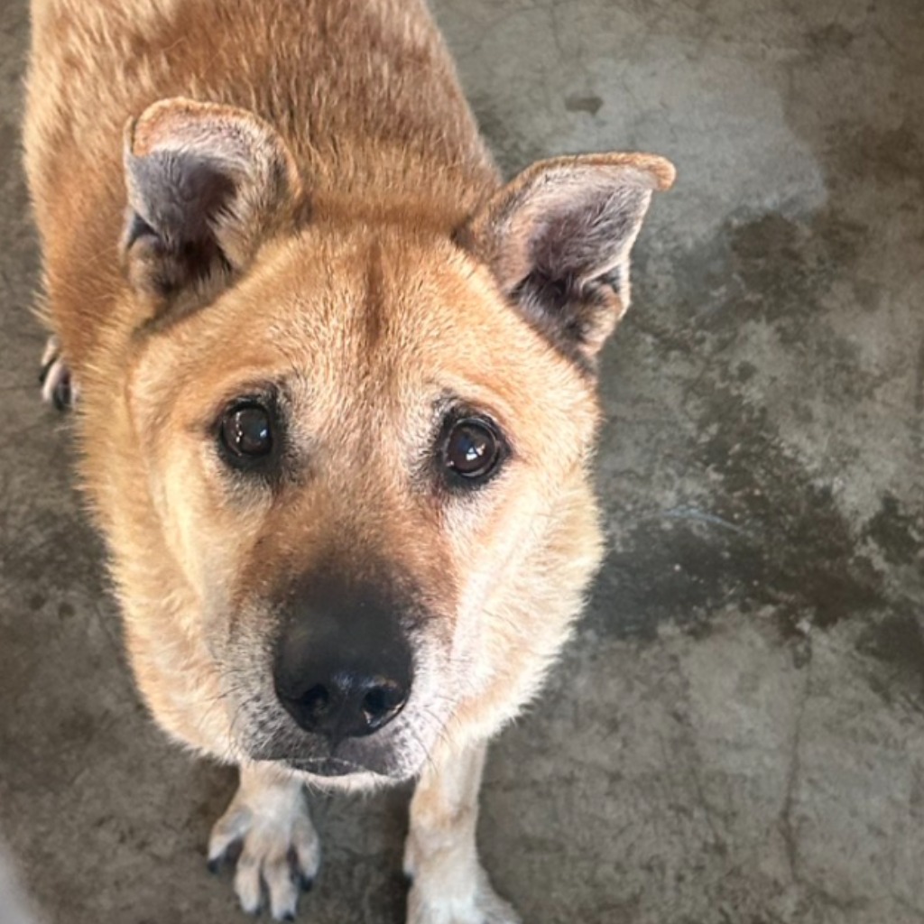 Tan adult male mixed-breed dog, Large, shelter no. …2005