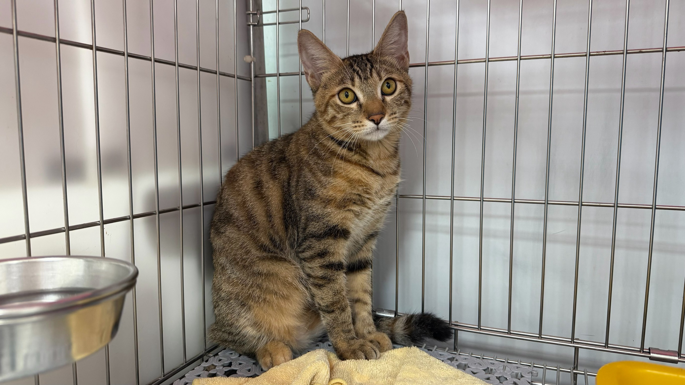 Tabby young female mixed-breed cat, Small, shelter no. …0102