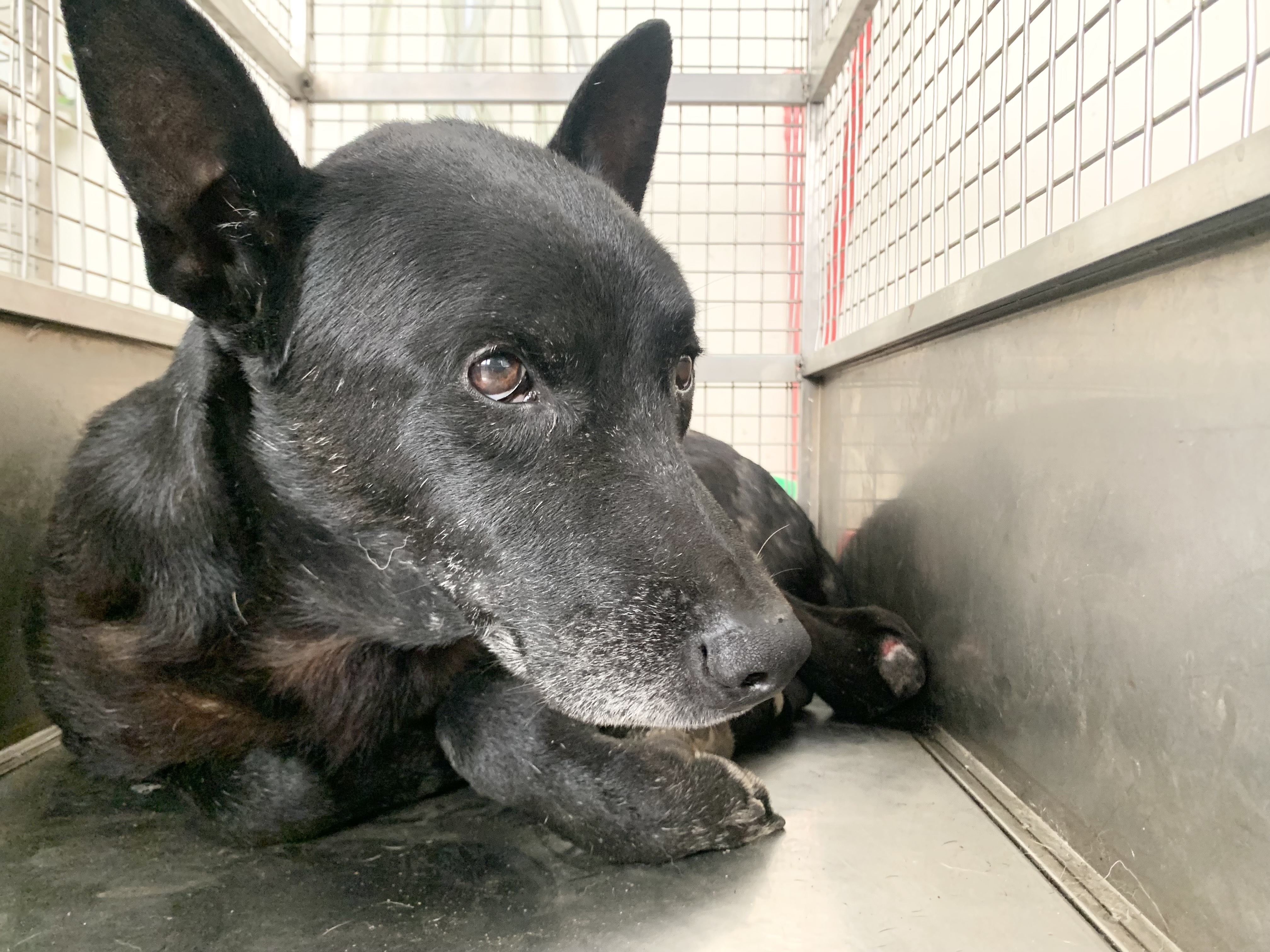 Black adult male mixed-breed dog, Medium, shelter no. …0203