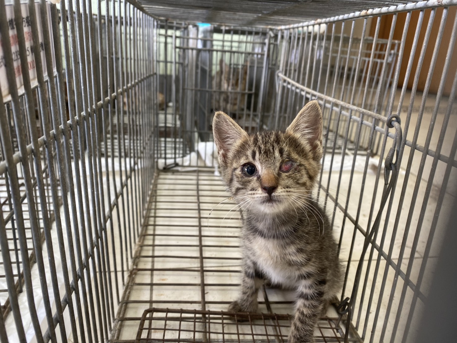Gata mestiza hembra joven, Pequeño, refugio n.º …9C09