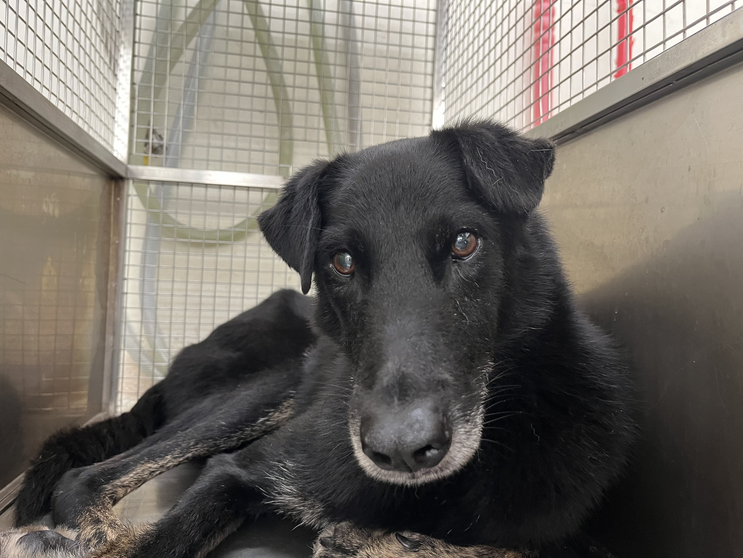 Black adult male mixed-breed dog, Medium, shelter no. …0402