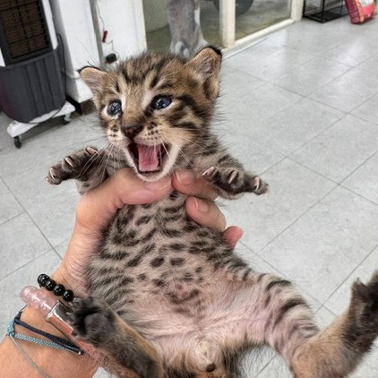 Tabby young mixed-breed cat, Small, shelter no. …5001