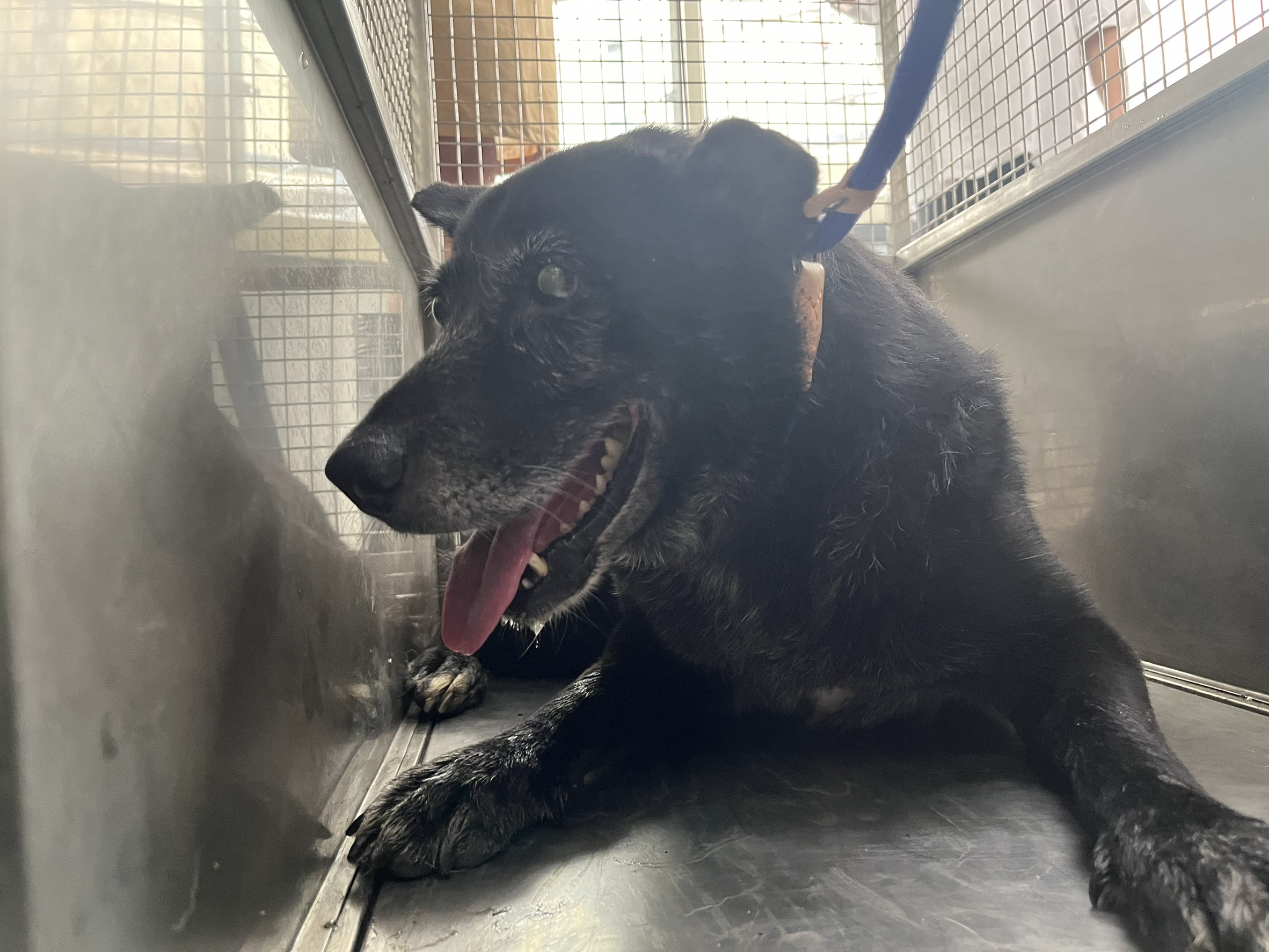 Black adult female mixed-breed dog, Medium, shelter no. …0601